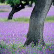 Abril